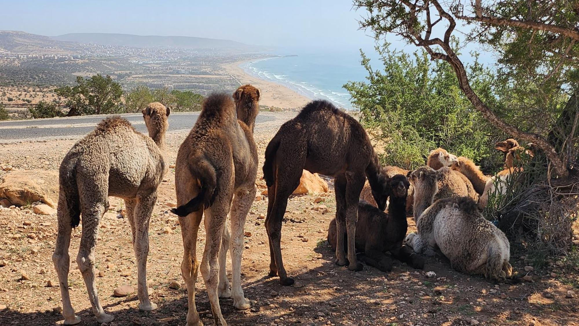 דירות Taghazout Panoramic מראה חיצוני תמונה